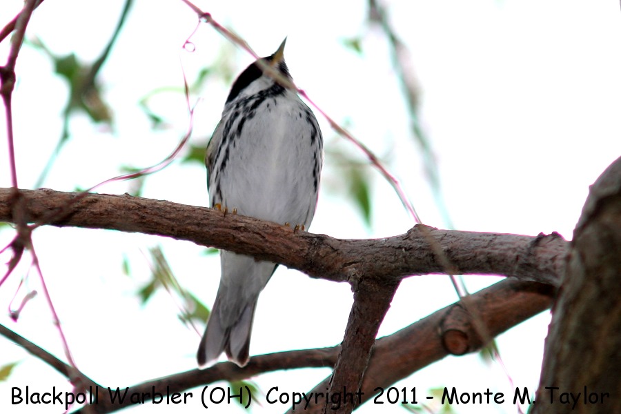 Blackpoll Warbler -spring male- (Ohio)