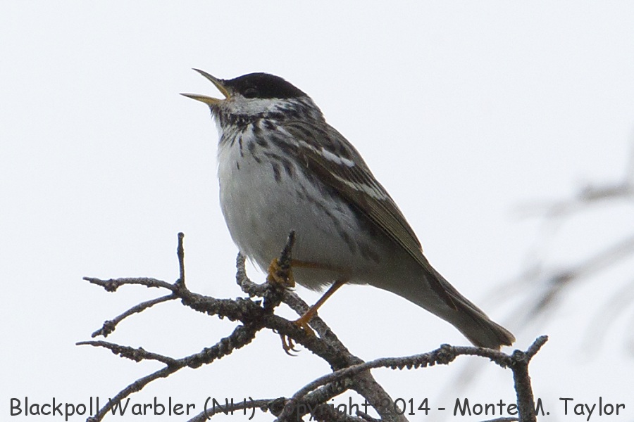 Blackpoll Warbler -spring male- (New Hampshire)