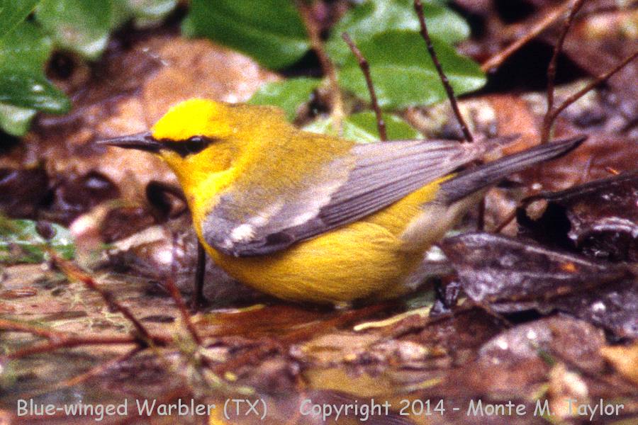 Blue-winged Warbler -spring male- (Texas)