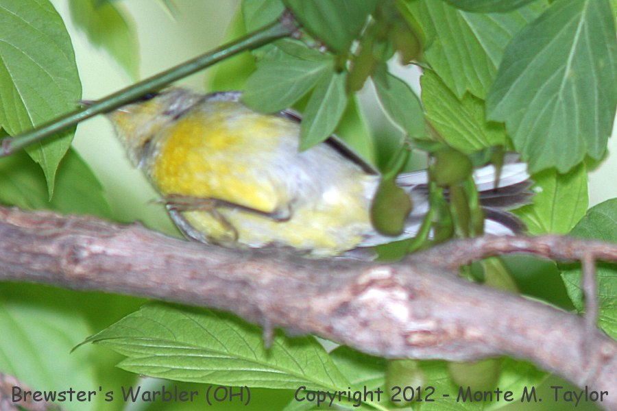 Brewster's Warbler -spring male- (Ohio)