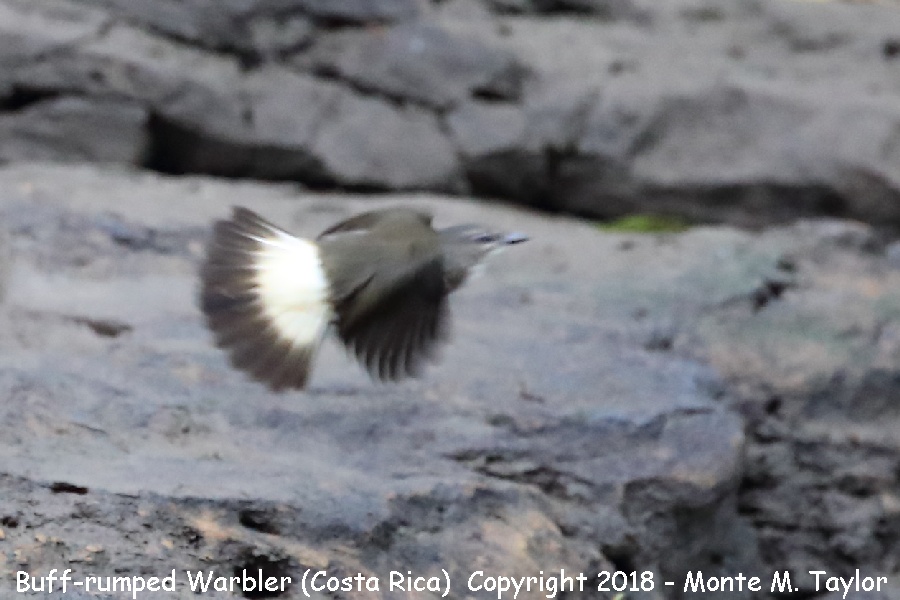 Buff-rumped Warbler -winter- (Selva Verde, Costa Rica)