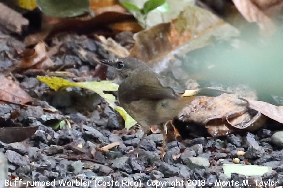 Buff-rumped Warbler -winter- (Selva Verde, Costa Rica)
