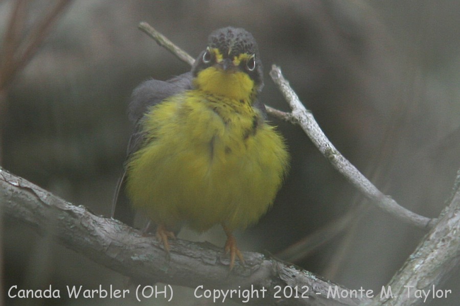 Canada Warbler -spring female- (Ohio)