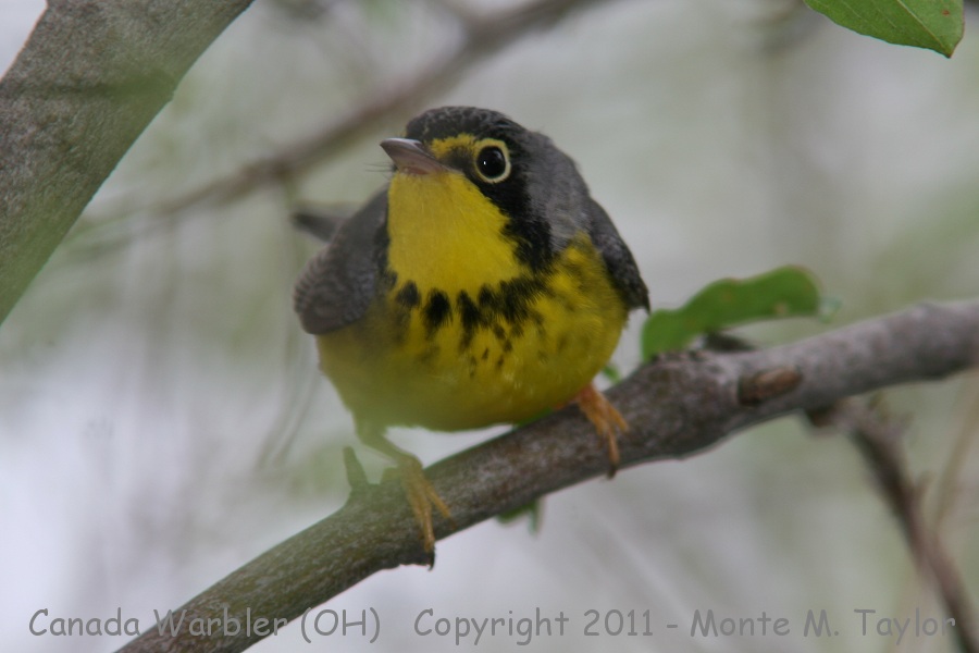 Canada Warbler -spring male- (Ohio)