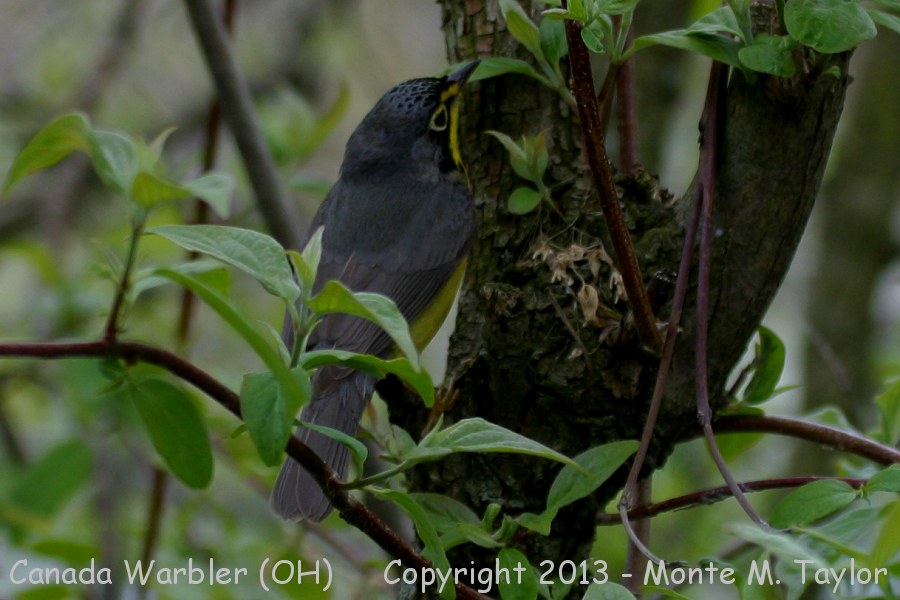 Canada Warbler -spring male- (Ohio)