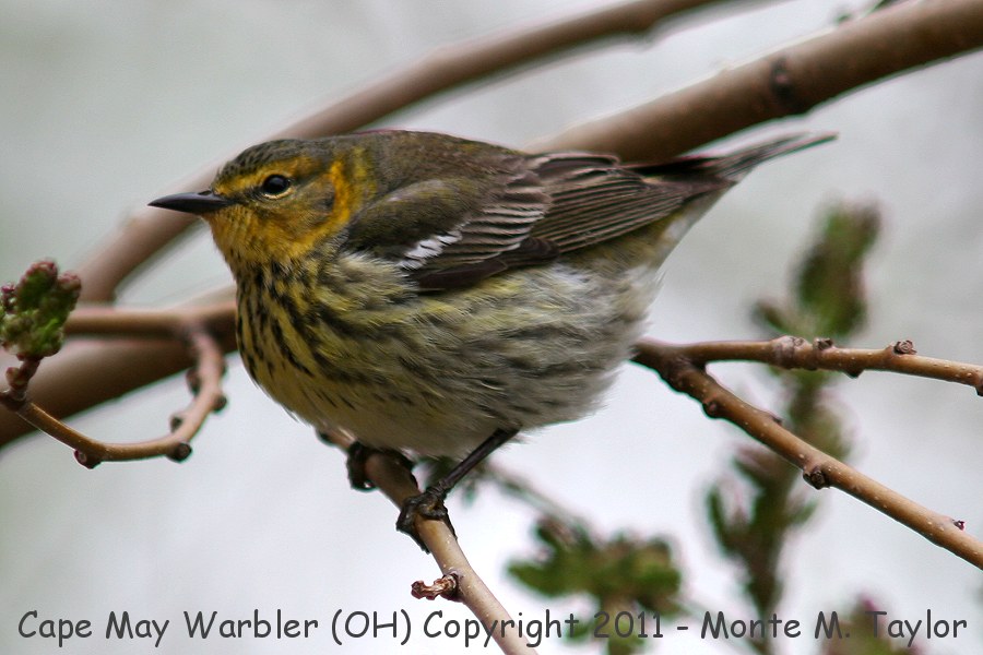 Cape May Warbler -spring female- (Ohio)
