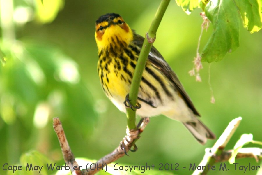 Cape May Warbler -spring male- (Ohio)