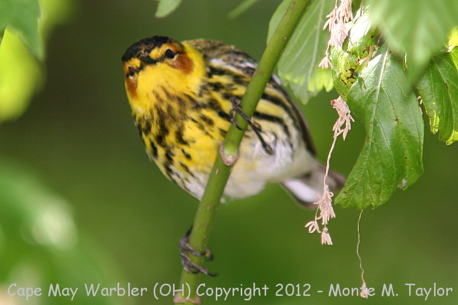 Cape May Warbler -spring male- (Ohio)