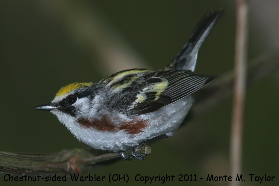 Chestnut-sided Warbler -spring male- (Ohio)