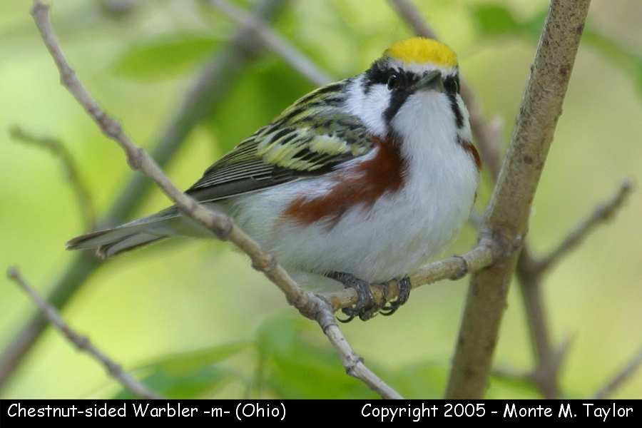 Chestnut-sided Warbler -spring male- (Ohio)