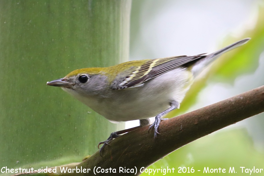 Chestnut-sided Warbler -winter- (Selva Verde, Costa Rica)