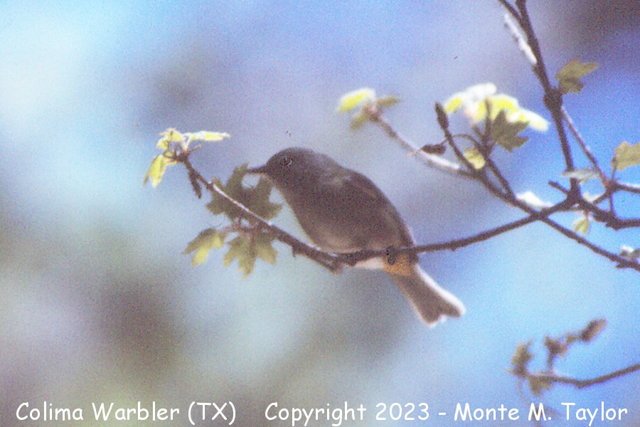 Colima Warbler -spring- (Chisos Mountains, Texas)