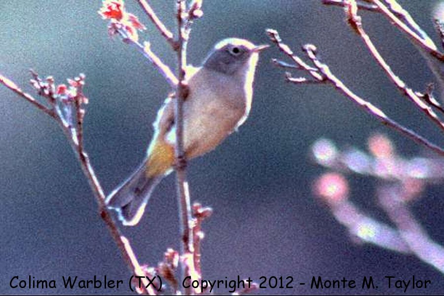 Colima Warbler -spring- (Chisos Mountains, Texas)
