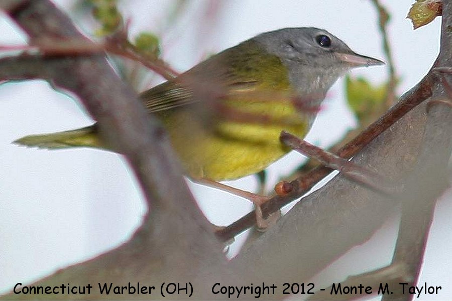 Connecticut Warbler -spring male- (Ohio)