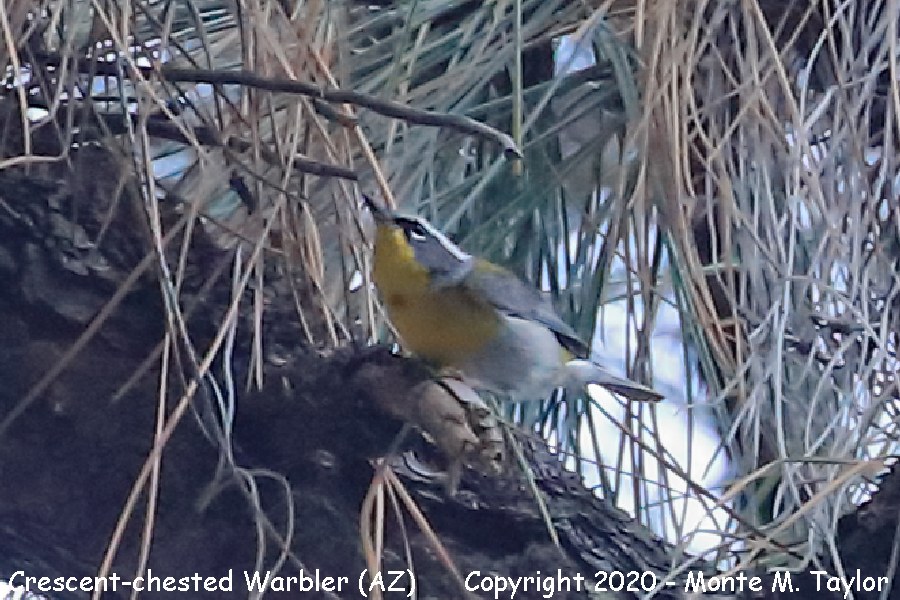 Crescent-chested Warbler -Female on May 2nd, 2020- (Chiricahua Mountains, Arizona)
