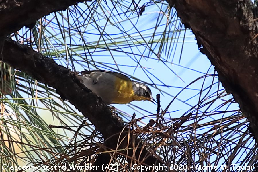 Crescent-chested Warbler -Male on May 2nd, 2020- (Chiricahua Mountains, Arizona)