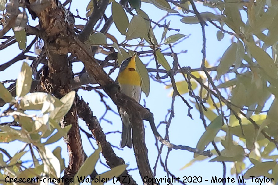 Crescent-chested Warbler -Male on May 2nd, 2020- (Chiricahua Mountains, Arizona)