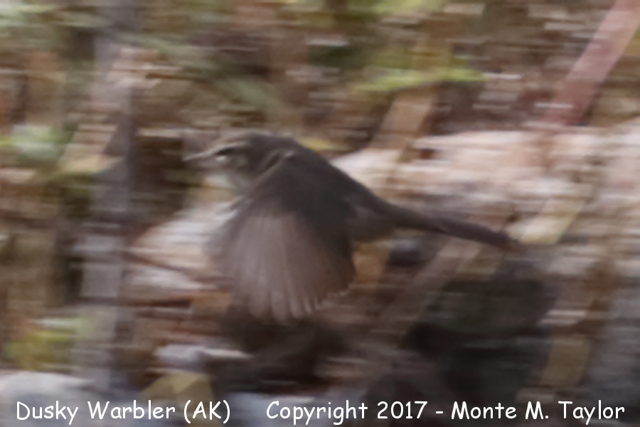 Dusky Warbler -20190908- (Gambell, Alaska)