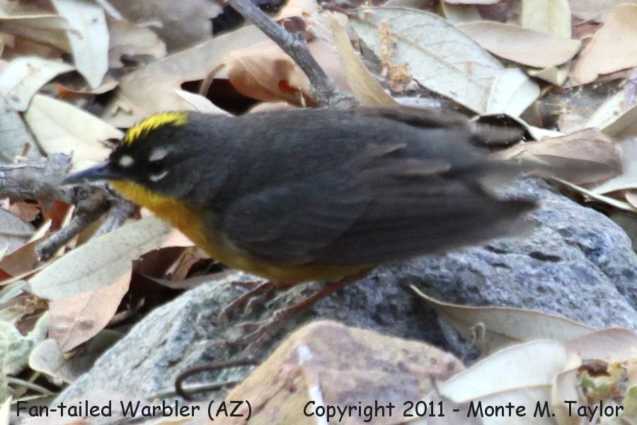 Fan-tailed Warbler -May 24th, 2011- (Madera Canyon, Arizona)