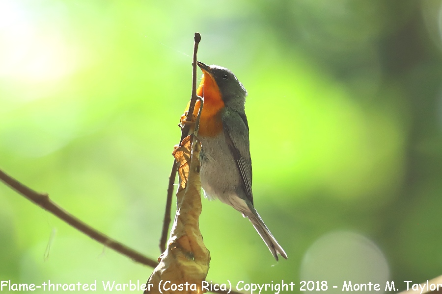 Flame-throated Warbler -winter- (San Gerardo de Dota, Costa Rica)