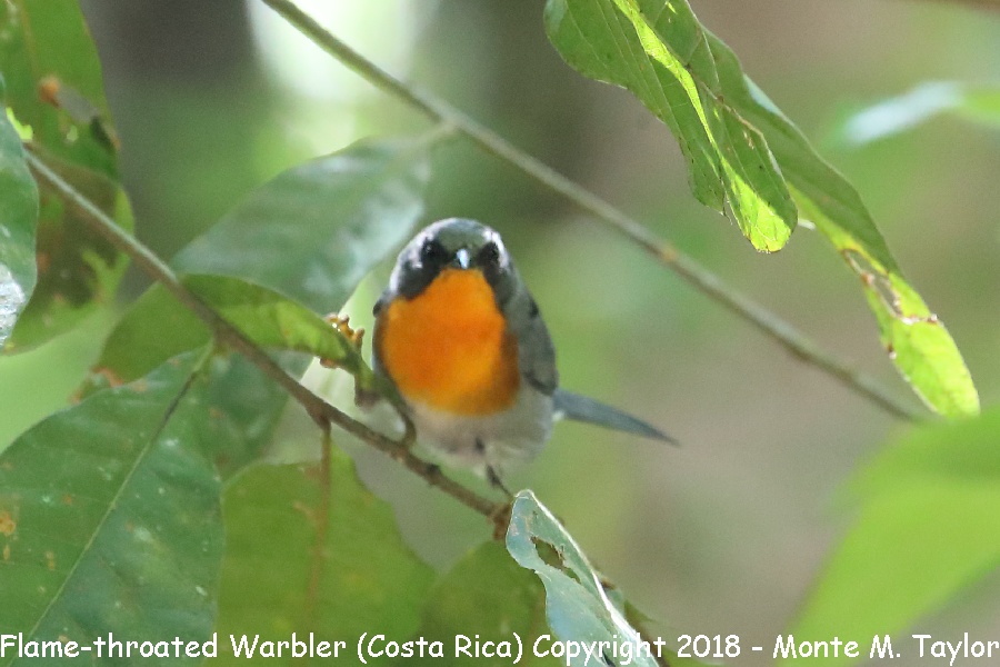 Flame-throated Warbler -winter- (San Gerardo de Dota, Costa Rica)