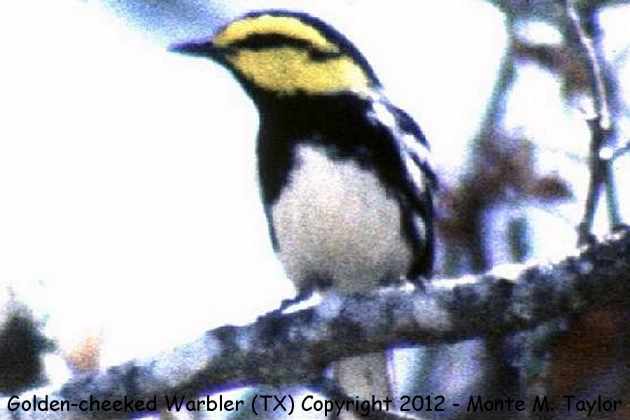 Golden-cheeked Warbler -spring- (Texas)