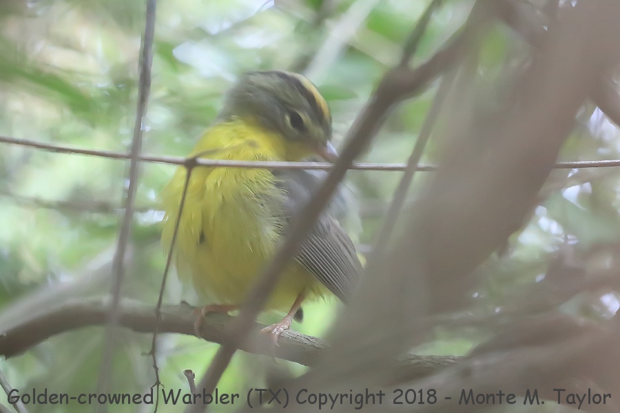 Golden-crowned Warbler -winter- (Weslaco, Texas)