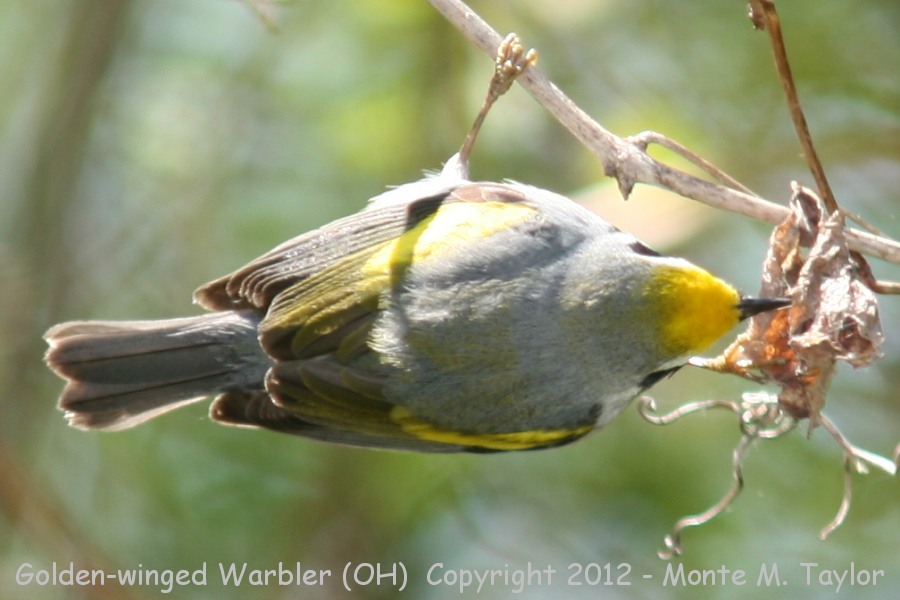 Golden-winged Warbler -spring- (Ohio)