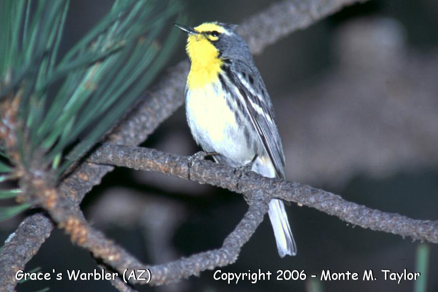 Grace's Warbler -spring male- (Arizona)