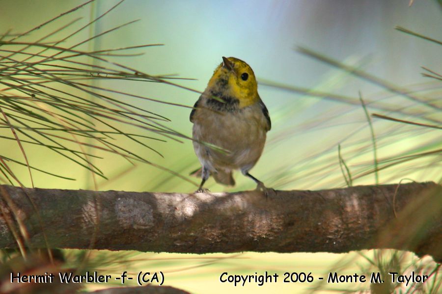 Hermit Warbler -spring female- (California)