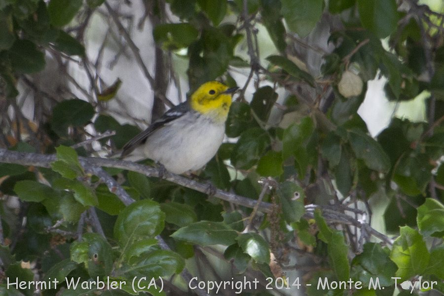 Hermit Warbler -spring female- (California)