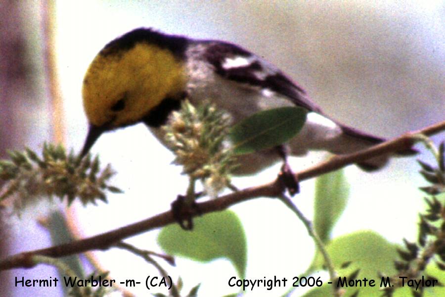 Hermit Warbler -spring male- (California)