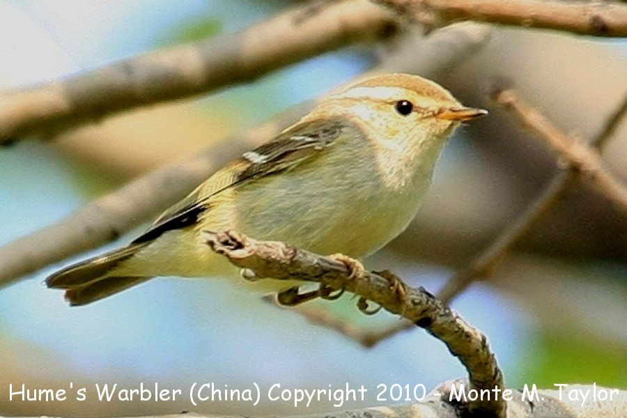 Hume's Warbler -spring- (Tianjin, China)