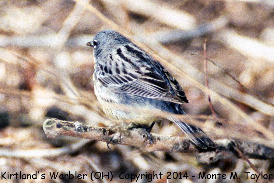 Kirtland's Warbler -May 16th, 1997- (Crane Creek, Ohio)