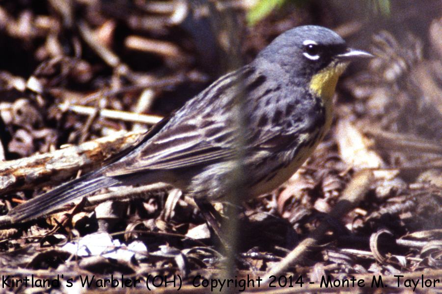Kirtland's Warbler -May 16th, 1997- (Crane Creek, Ohio)