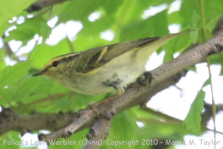 Pallas's Leaf Warbler (Lemon-rumped Warbler) -spring- (Tianjin, China)