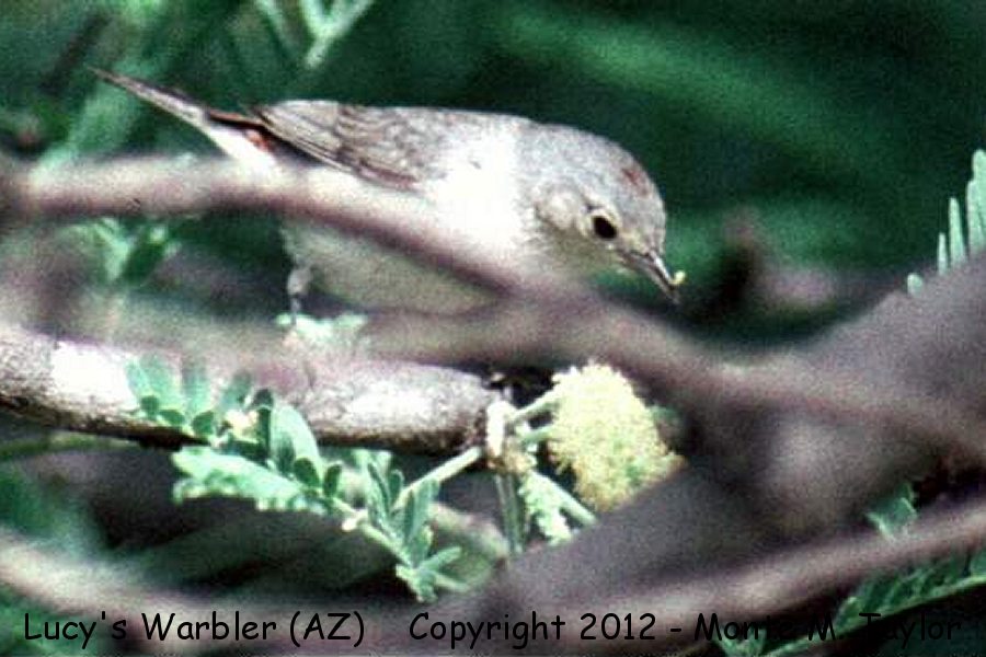 Lucy's Warbler -spring male- (Arizona)