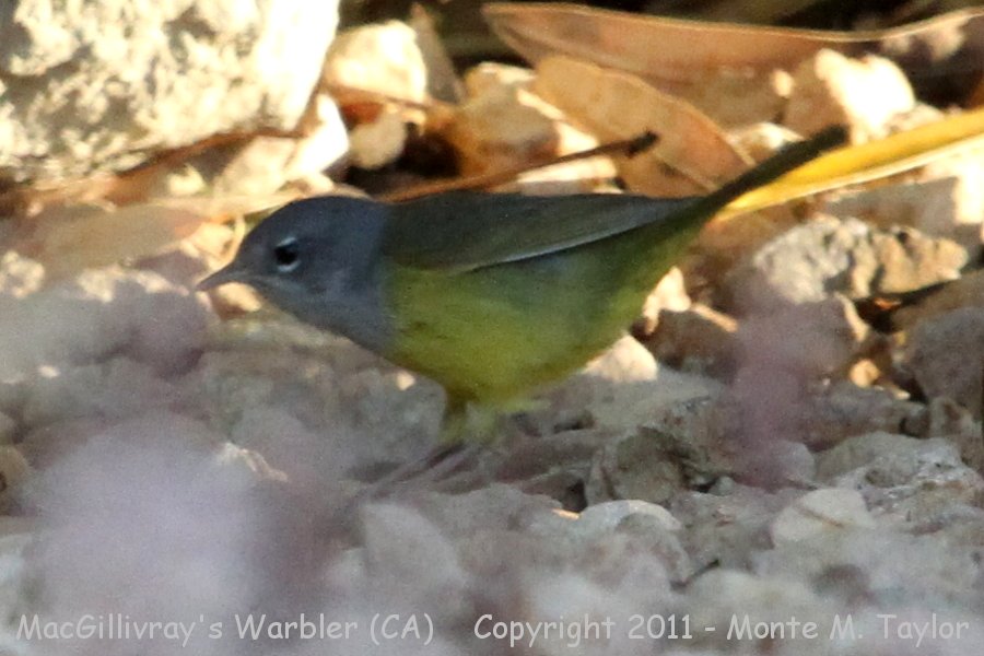 MacGillivray's Warbler -spring female- (Galileo Hill, California)