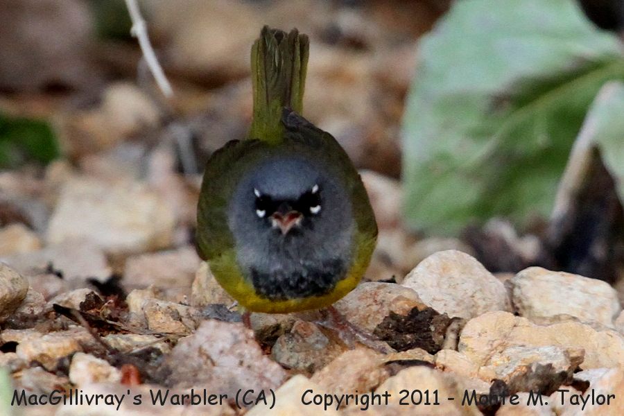 MacGillivray's Warbler -spring- (Galileo Hill, California)