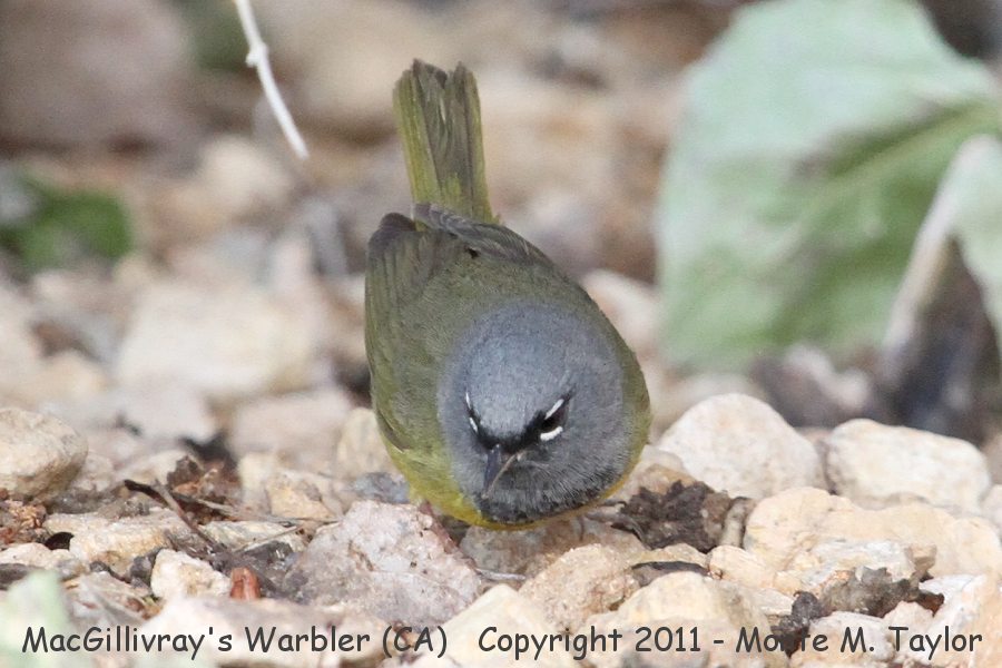 MacGillivray's Warbler -spring male- (Galileo Hill, California)