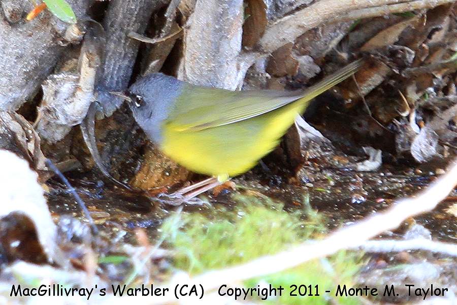 MacGillivray's Warbler -spring- (Galileo Hill, California)