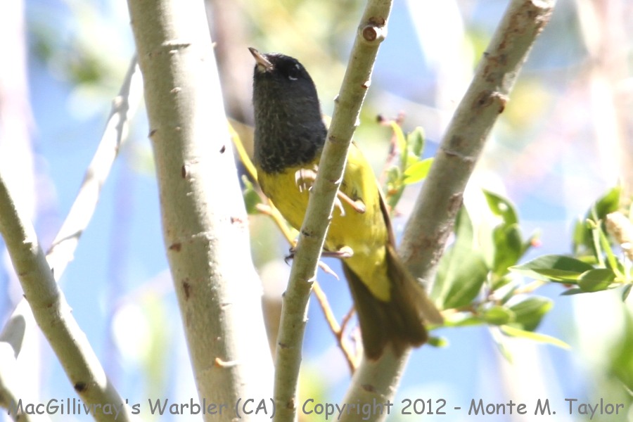 MacGillivray's Warbler -summer- (California)