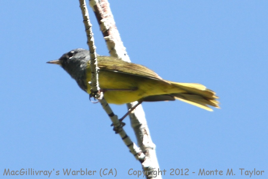 MacGillivray's Warbler -summer- (California)