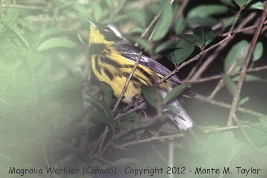 Magnolia Warbler -spring male- (Pt Pelee, Ontario, Canada)