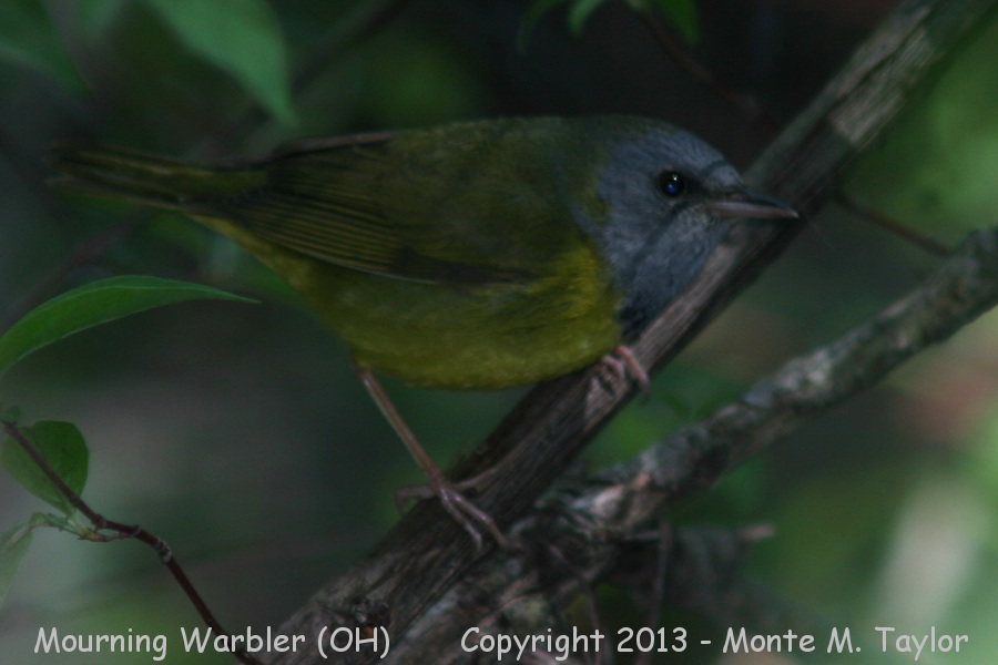 Mourning Warbler -spring male- (Ohio)