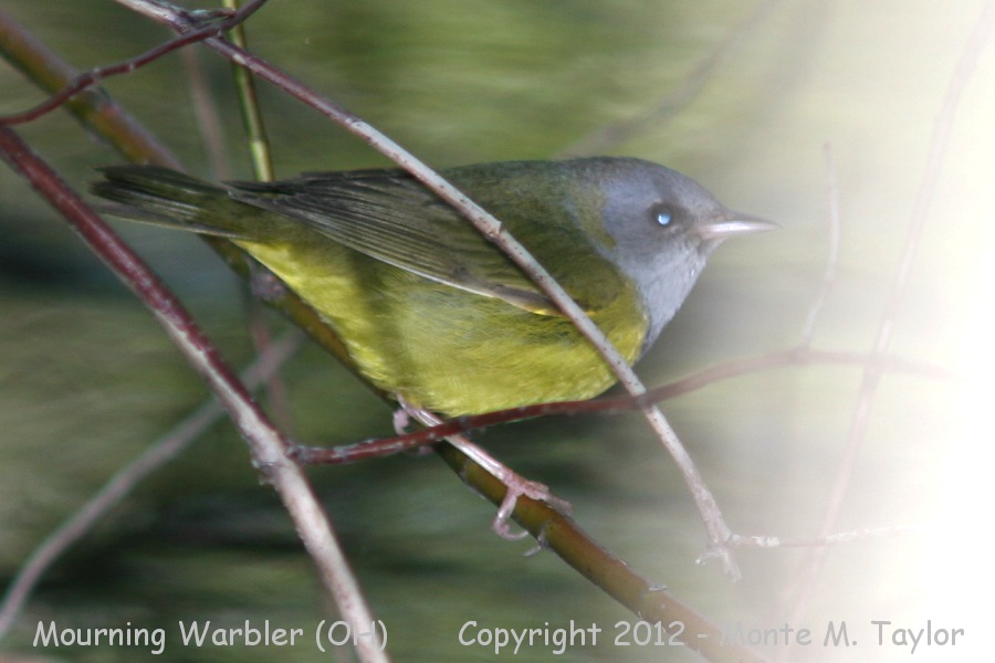 Mourning Warbler -spring male- (Ohio)