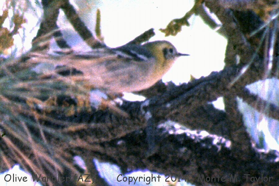 Olive Warbler -spring female- (Arizona)