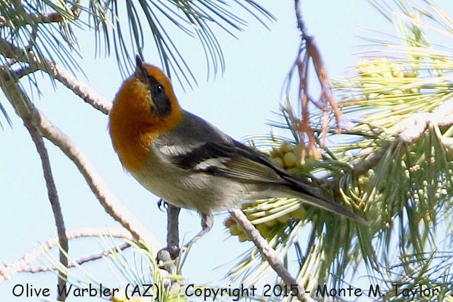Olive Warbler -spring male- (Arizona)