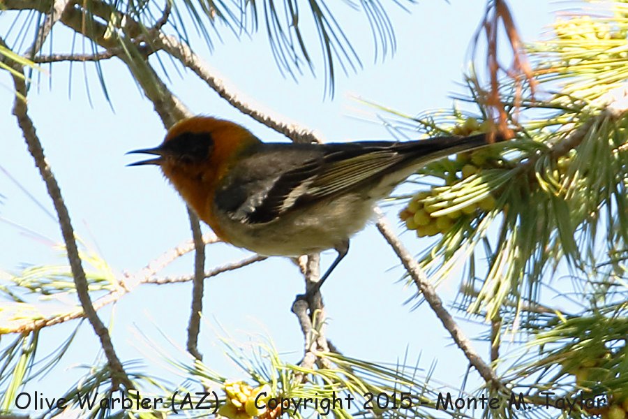 Olive Warbler -spring male- (Arizona)