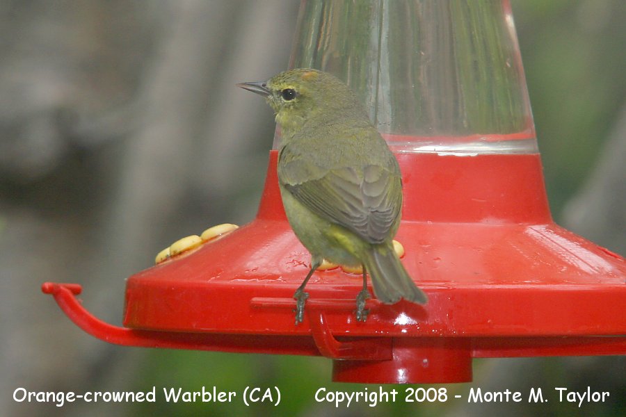Orange-crowned Warbler -winterl- (California)
